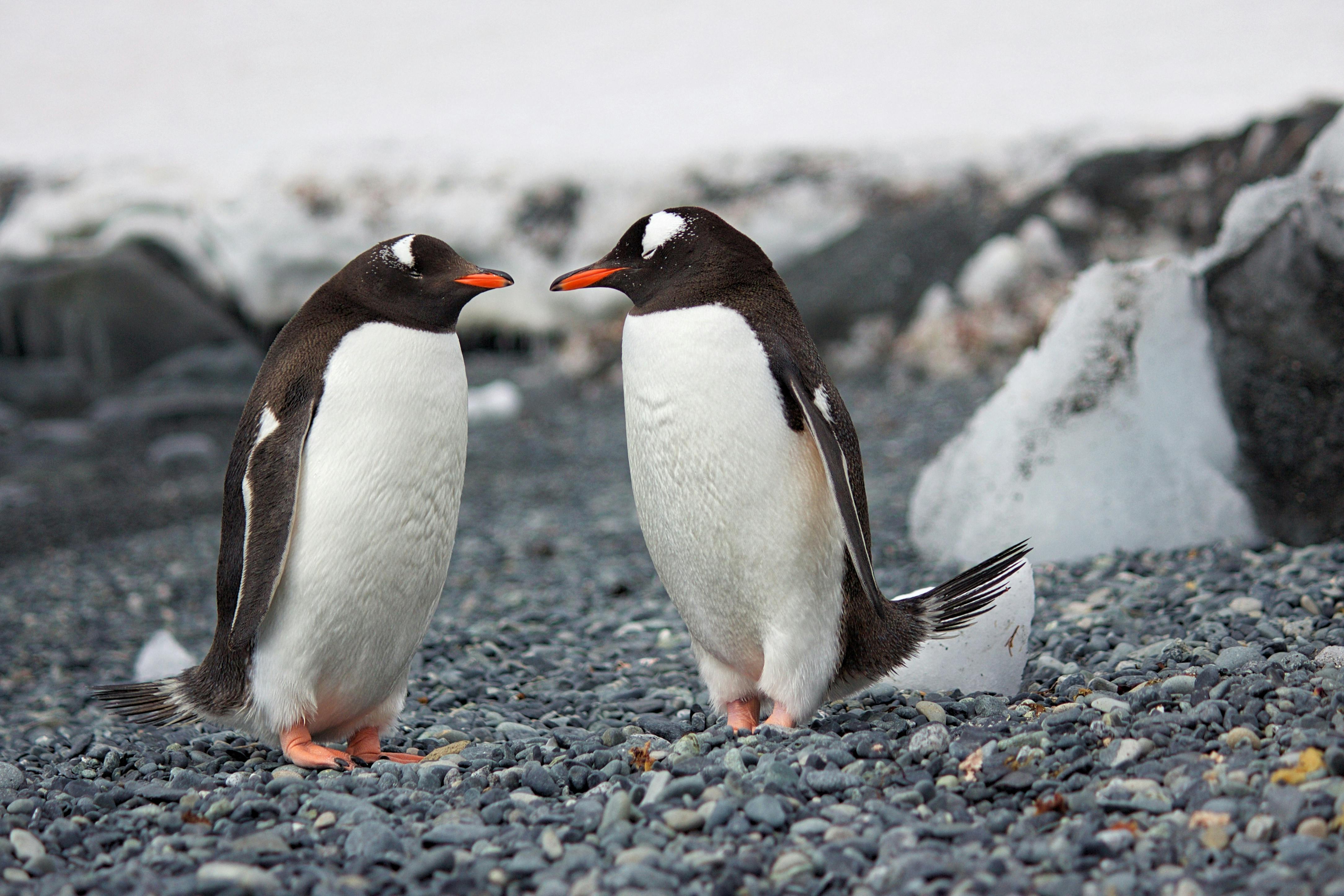 Penguin