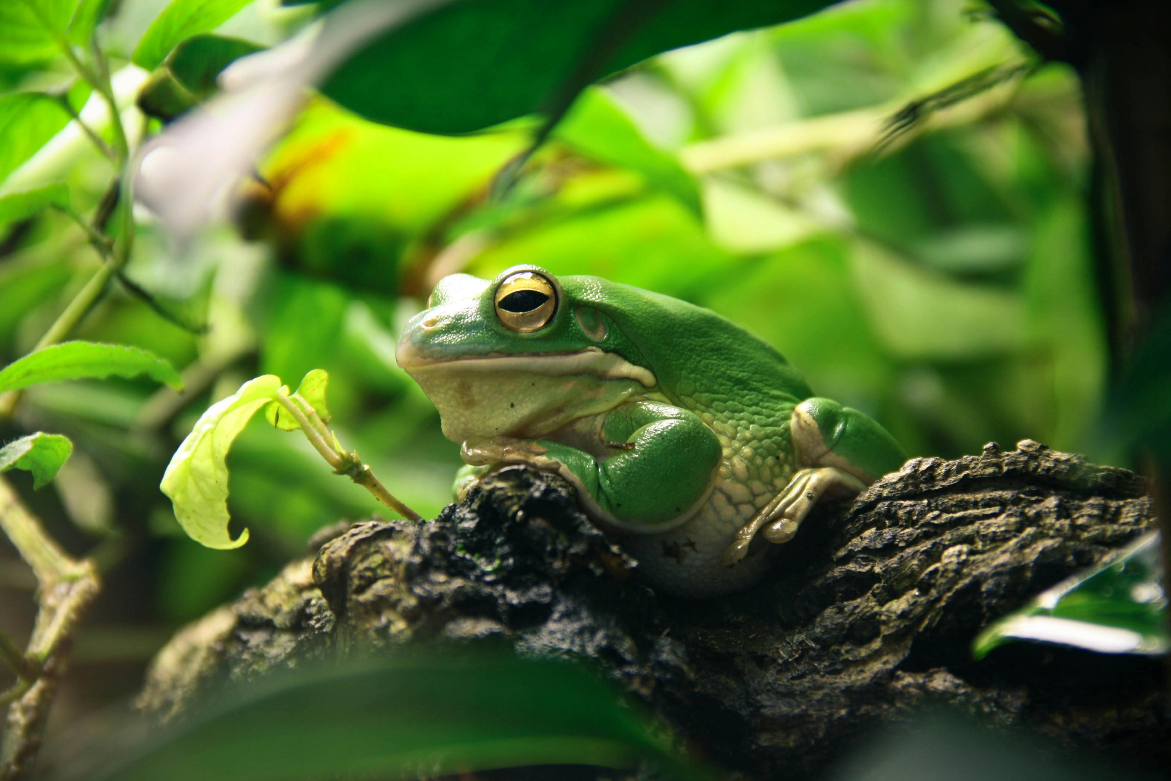 Frog
