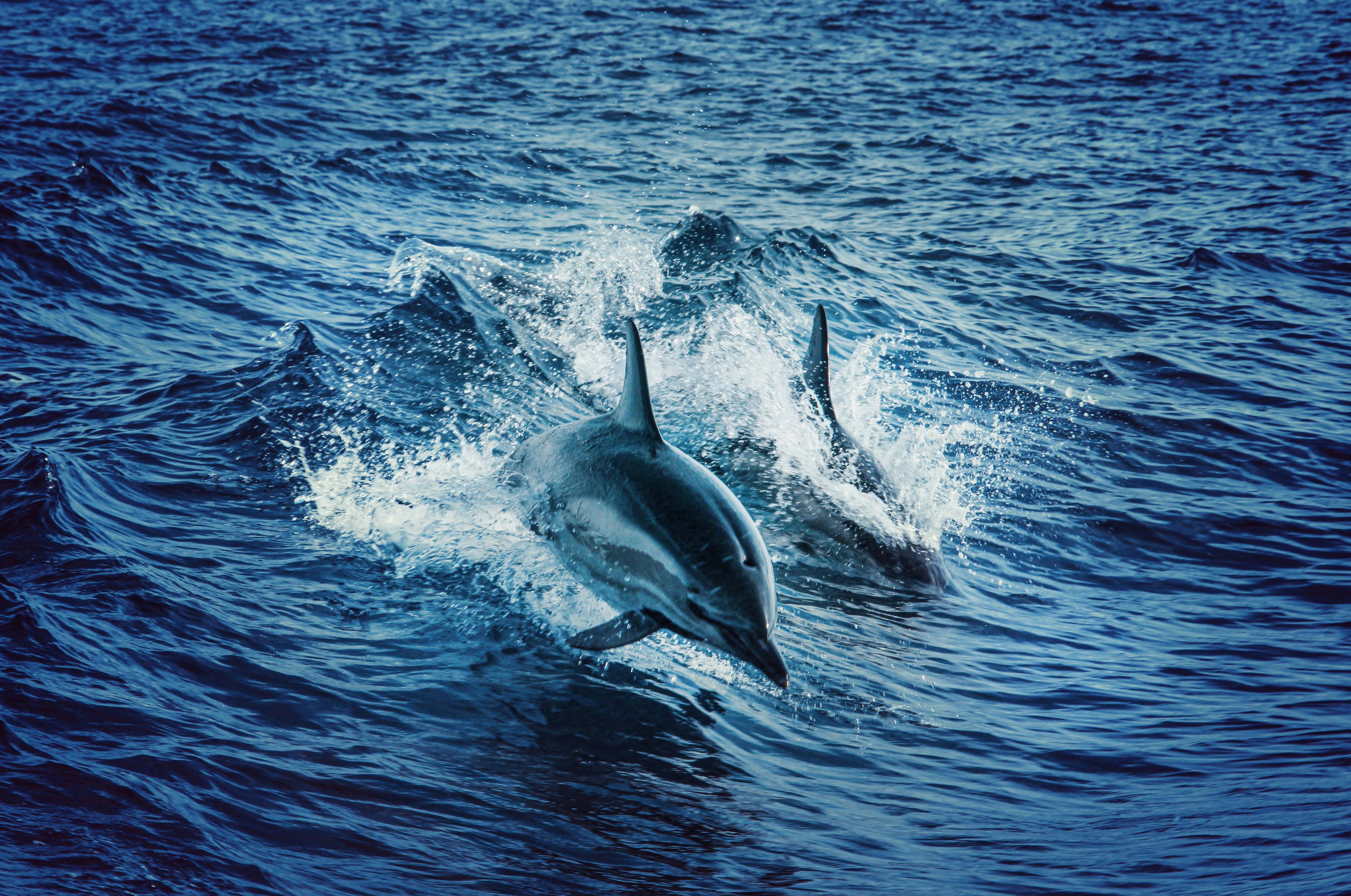 Dolphin