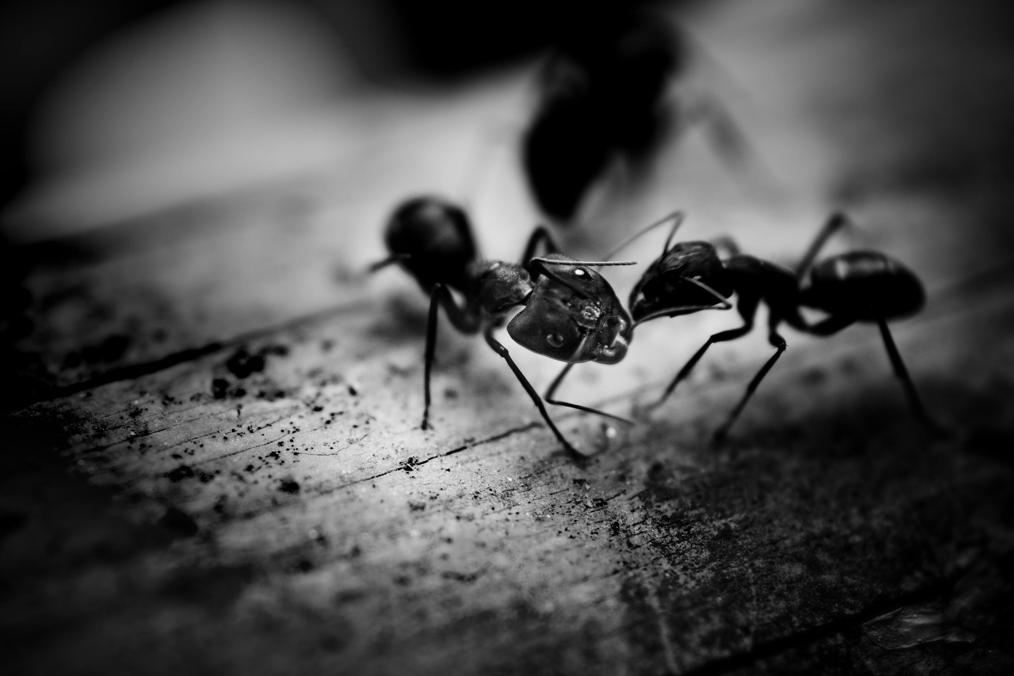 Ant